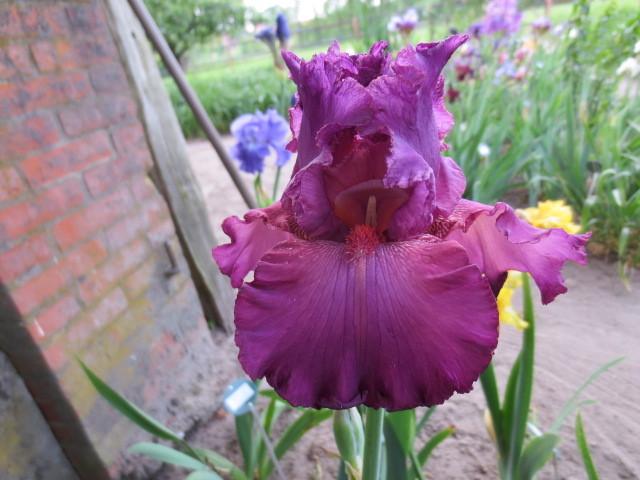 Photo of Tall Bearded Iris (Iris 'Ambroisie') uploaded by Caruso