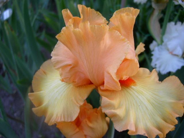 Photo of Tall Bearded Iris (Iris 'Crackling Caldera') uploaded by Caruso