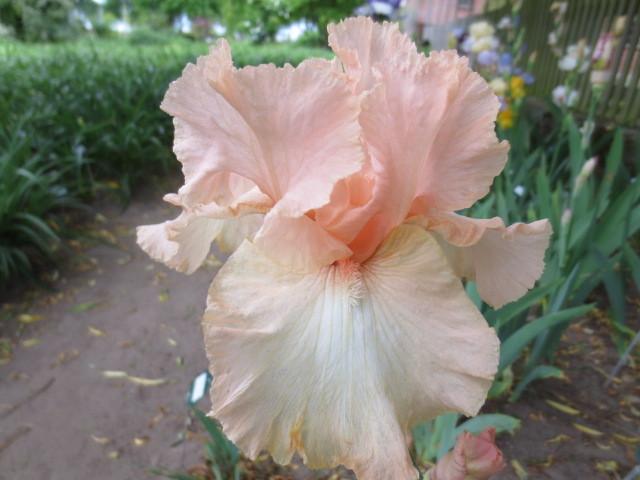 Photo of Tall Bearded Iris (Iris 'Beverly Sills') uploaded by Caruso