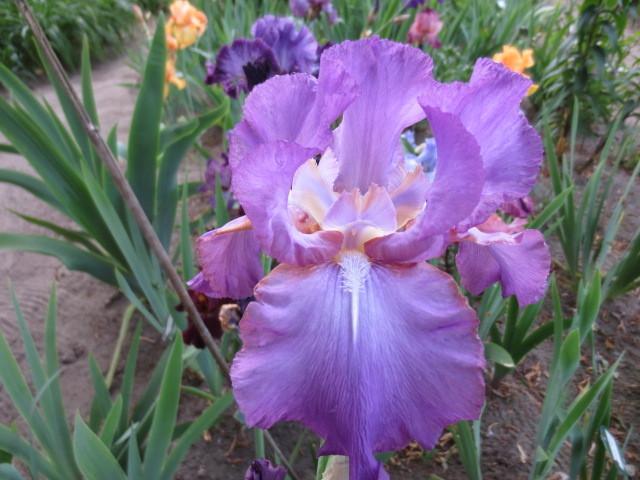 Photo of Tall Bearded Iris (Iris 'Amethyst Flame') uploaded by Caruso