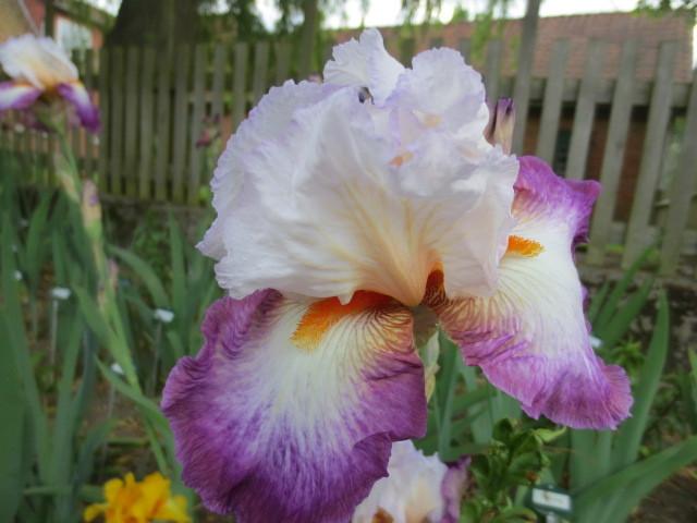 Photo of Tall Bearded Iris (Iris 'Bold Fashion') uploaded by Caruso