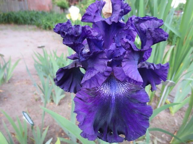 Photo of Tall Bearded Iris (Iris 'Hollywood Nights') uploaded by Caruso