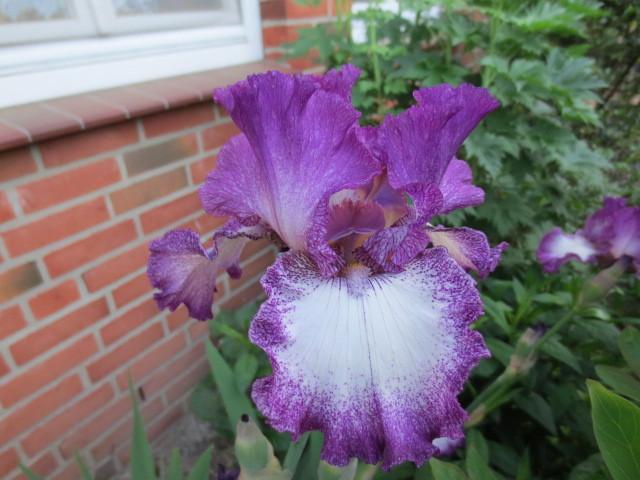 Photo of Tall Bearded Iris (Iris 'Mariposa Autumn') uploaded by Caruso
