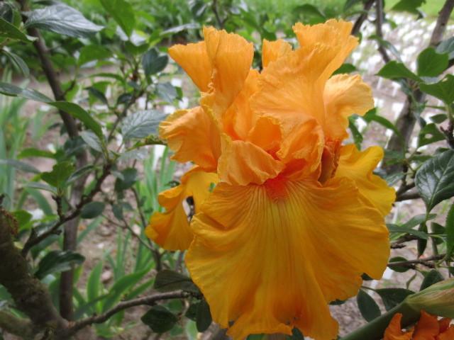 Photo of Tall Bearded Iris (Iris 'Good Show') uploaded by Caruso