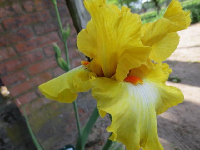 Photo of Tall Bearded Iris (Iris 'Miami Beach') uploaded by Caruso