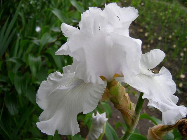 Photo of Tall Bearded Iris (Iris 'Angel Wings') uploaded by Caruso