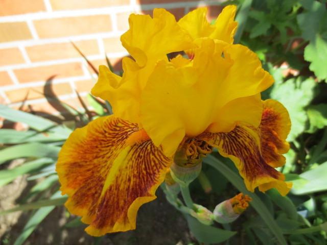 Photo of Tall Bearded Iris (Iris 'Dazzling Gold') uploaded by Caruso