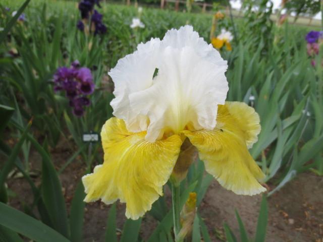 Photo of Tall Bearded Iris (Iris 'Moon Journey') uploaded by Caruso