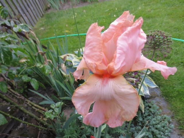 Photo of Tall Bearded Iris (Iris 'Deep Caress') uploaded by Caruso