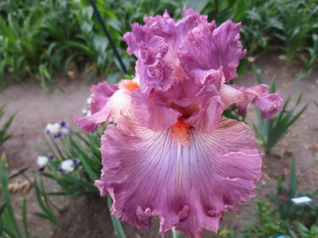 Photo of Tall Bearded Iris (Iris 'Social Graces') uploaded by Caruso
