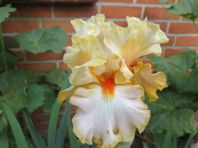 Photo of Tall Bearded Iris (Iris 'Champagne Waltz') uploaded by Caruso
