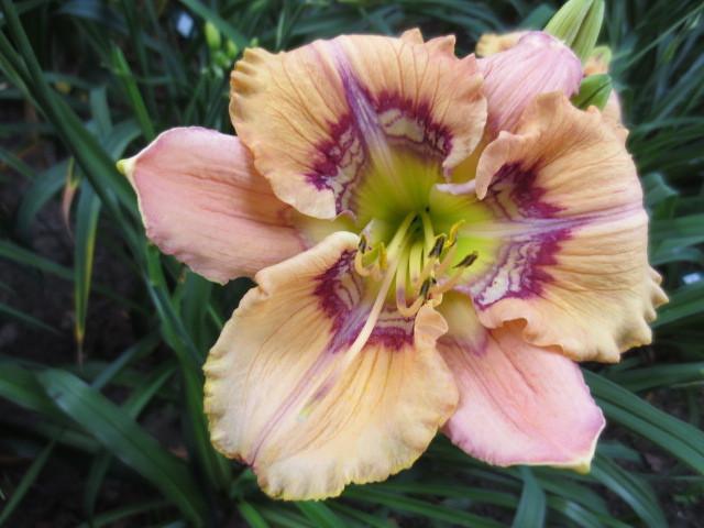 Photo of Daylily (Hemerocallis 'Victorian Garden Heaven's Applause') uploaded by Caruso