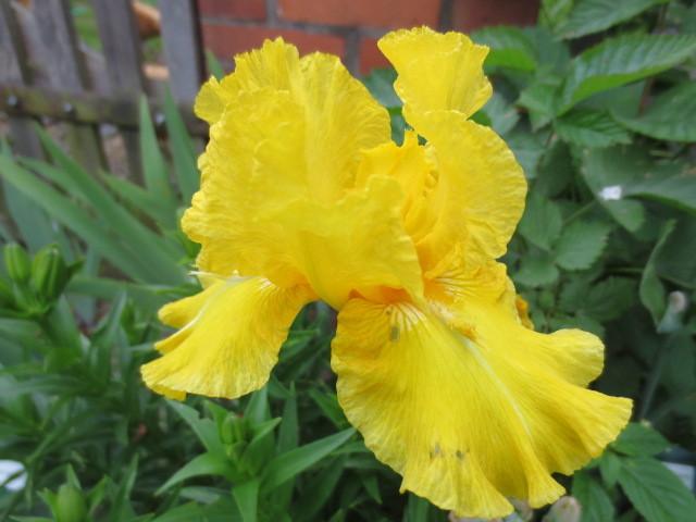 Photo of Tall Bearded Iris (Iris 'Grand Canari') uploaded by Caruso