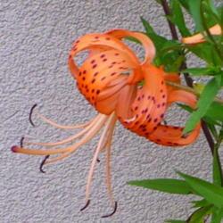 Location: Nora's Garden - Castlegar, B.C.
Date: 2014-08-01
The classic Tiger Lily