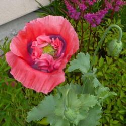 Location: Nora's Garden - Castlegar, B.C.
Date: 2016-06-21
Opium Poppy - Pure and Simple.
