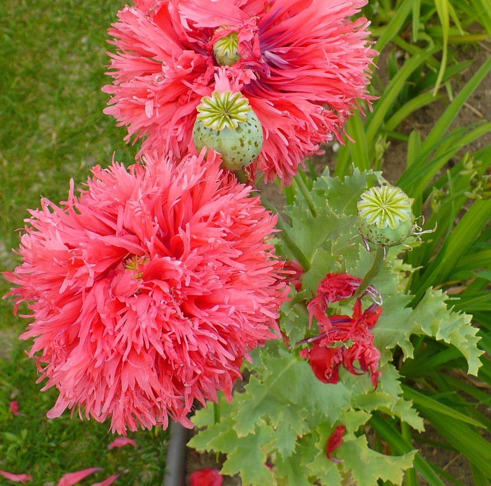 Photo of Opium Poppy (Papaver somniferum) uploaded by HemNorth
