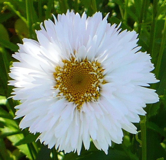 Shasta Daisies Plant Care and Collection of Varieties