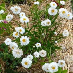 Location: Nora's Garden - Castlegar, B.C.
Date: 2015-07-09
An extensive bloom cycle, now somewhat faded, but also with fresh