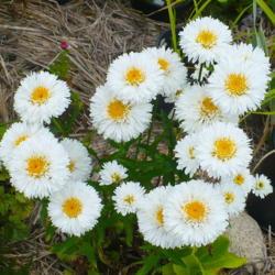Location: Nora's Garden - Castlegar, B.C.
Date: 2016-07-07
Schneehurken - looking fresh "as a Daisy" in full sun.