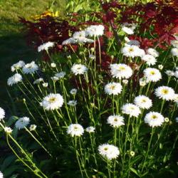 Location: Nora's Garden - Castlegar, B.C.
Date: 2014-07-10
Multiple stems in this clump of a three year old Daisy Schneehurk