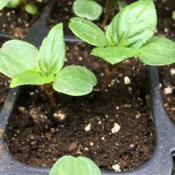 Location: Sharps Chapel, Tennessee
Date: 2018-03-20
Seedlings of New Guinea Impatiens Divine Mix