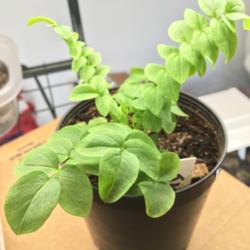 Location: Sharps Chapel, Tennessee
Date: 2018-03-20
Blue Pearl young plant, started from seed