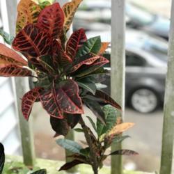 Location: Charleston, SC
Date: 2018-03-18
Top-heavy Croton in need of a trim