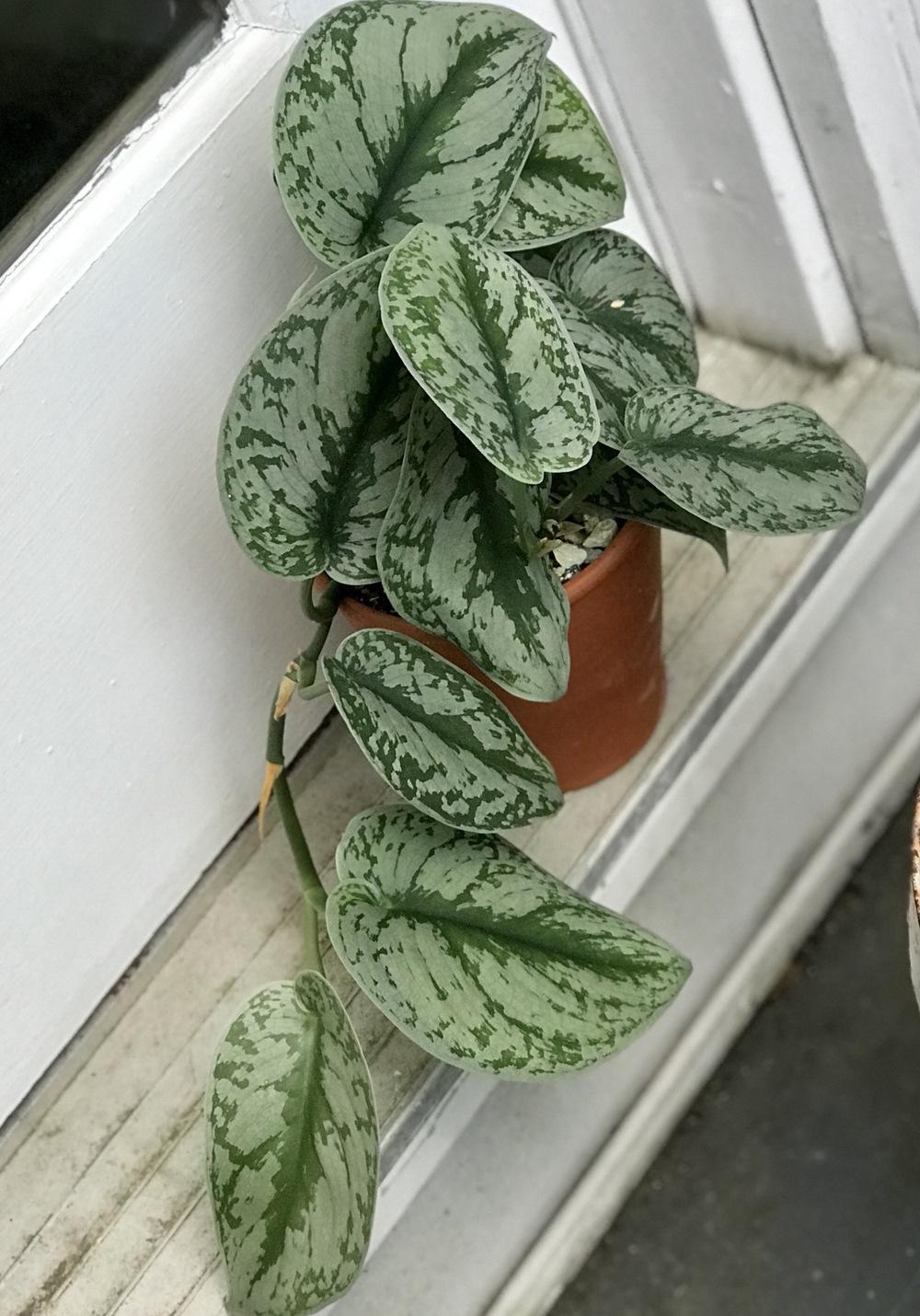Photo of Satin Pothos (Scindapsus pictus 'Exotica') uploaded by bholler