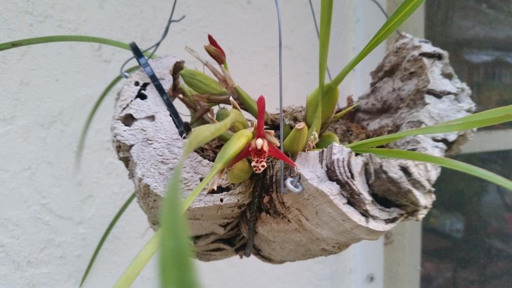 Photo of Coconut Orchid (Maxillaria tenuifolia) uploaded by dyzzypyxxy