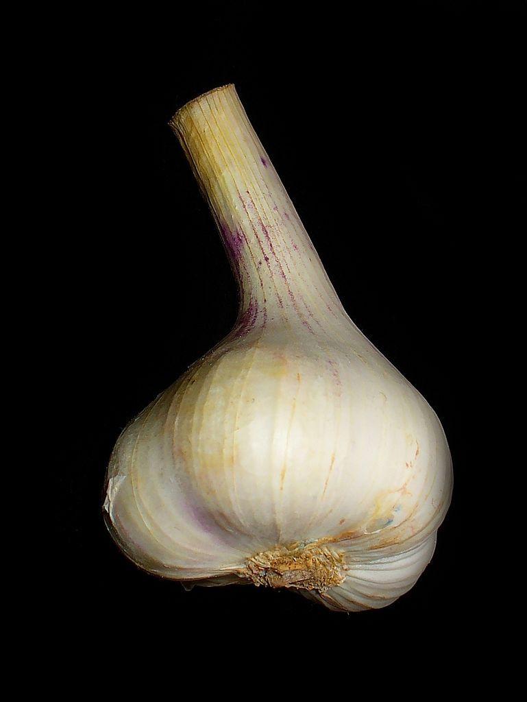 Photo of Garlic (Allium sativum) uploaded by robertduval14