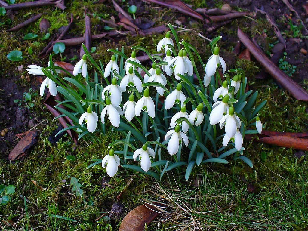 Photo of Snowdrop (Galanthus nivalis) uploaded by robertduval14