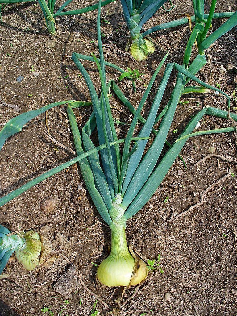 Photo of Onions (Allium cepa) uploaded by robertduval14