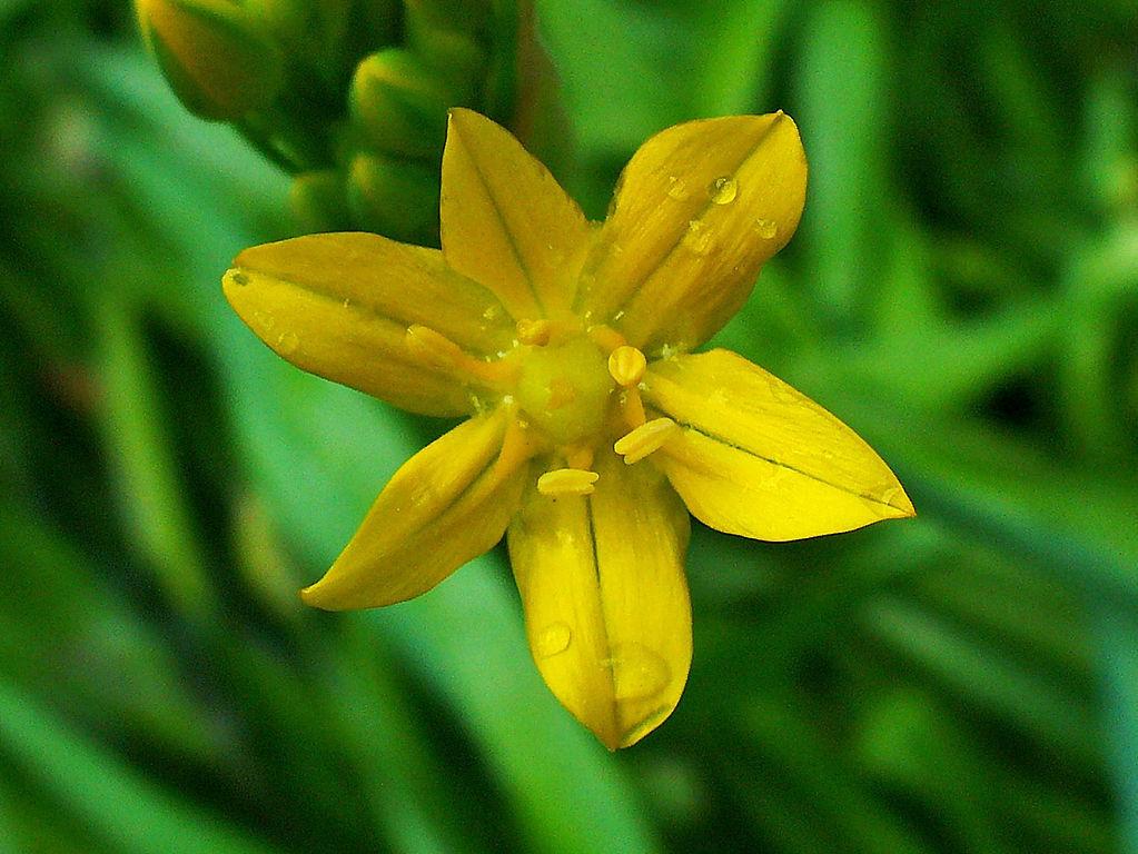 Photo of Golden Garlic (Allium moly) uploaded by robertduval14