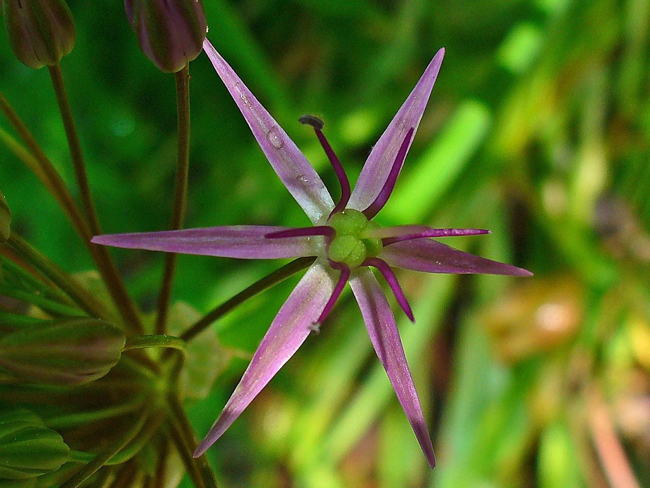 Photo of Stars of Persia (Allium cristophii) uploaded by robertduval14