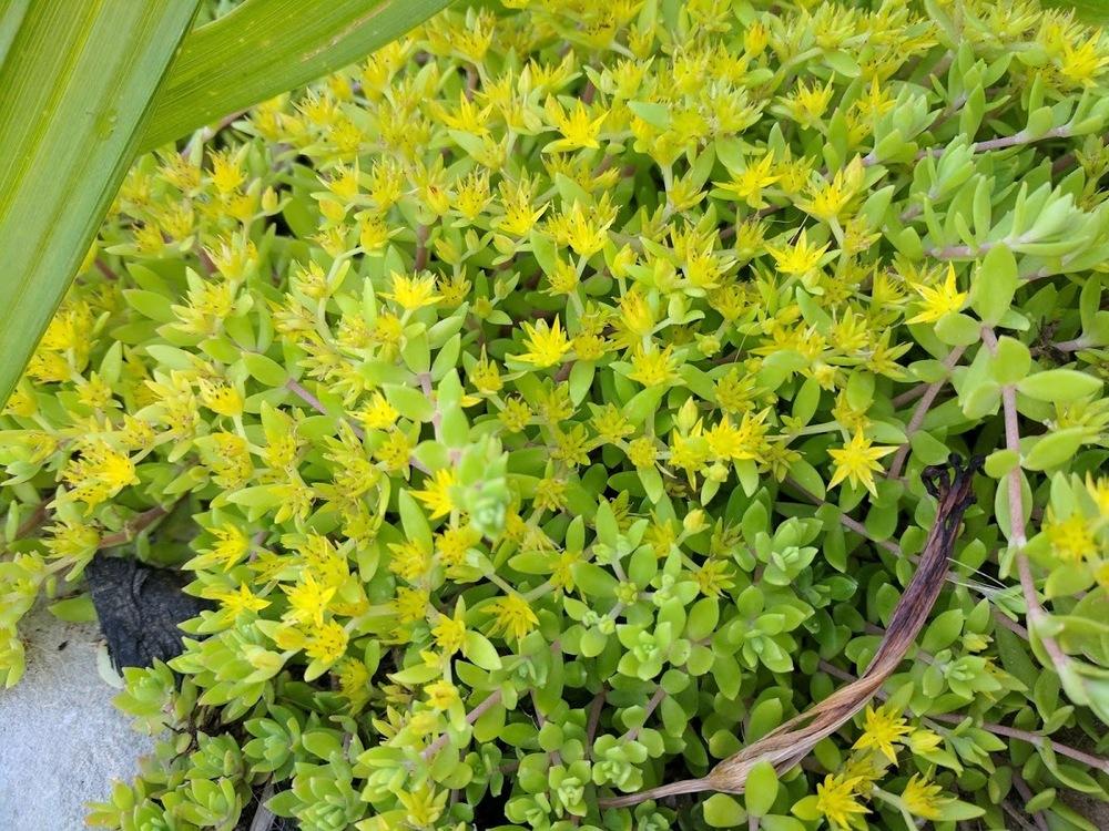 Photo of Stonecrop (Petrosedum Lemon Coral™) uploaded by variegatagal