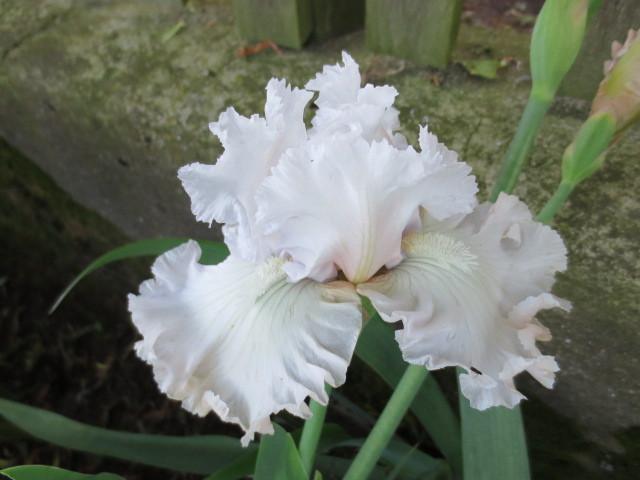 Photo of Tall Bearded Iris (Iris 'Venetian Glass') uploaded by Caruso