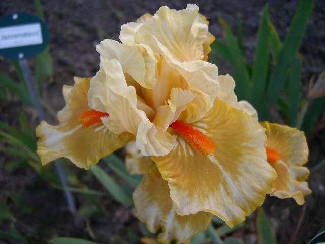 Photo of Intermediate Bearded Iris (Iris 'Fruit Cocktail') uploaded by Caruso