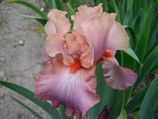 Photo of Border Bearded Iris (Iris 'Cascading Rainbow') uploaded by Caruso