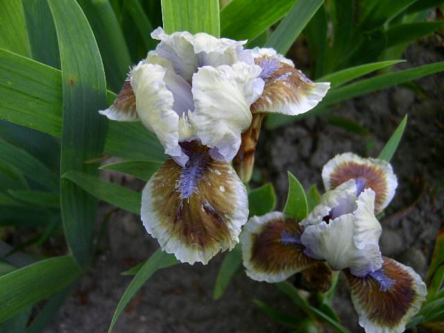 Photo of Standard Dwarf Bearded Iris (Iris 'Derive') uploaded by Caruso