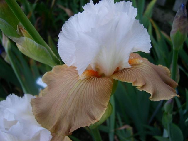 Photo of Tall Bearded Iris (Iris 'Château d'Auvers sur Oise') uploaded by Caruso