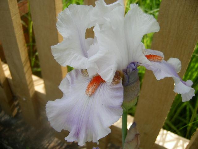 Photo of Tall Bearded Iris (Iris 'Effervescence') uploaded by Caruso