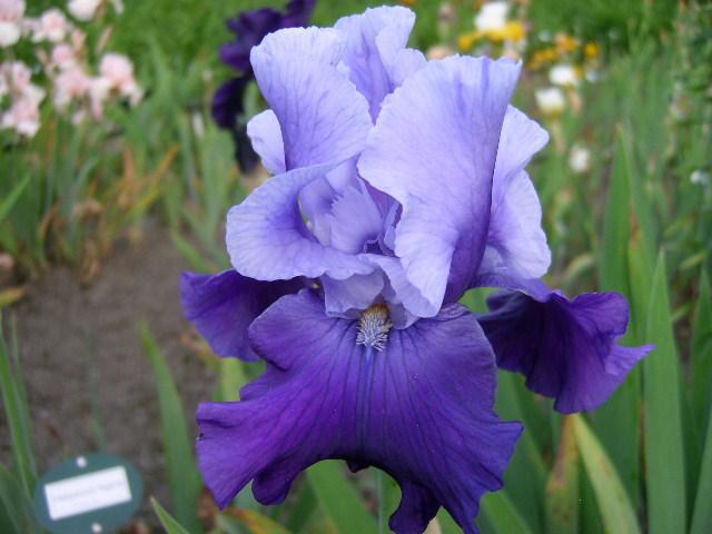 Photo of Tall Bearded Iris (Iris 'Mystique') uploaded by Caruso
