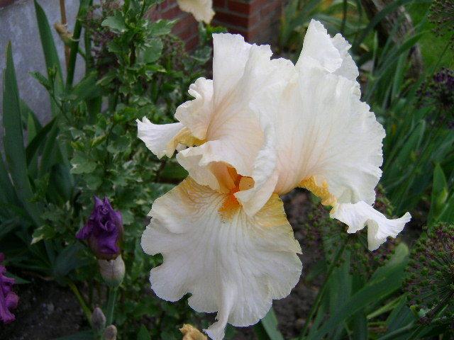 Photo of Tall Bearded Iris (Iris 'Crystal Glitters') uploaded by Caruso