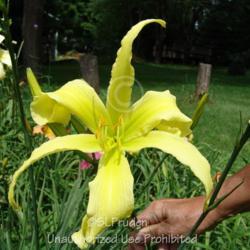 Location: Private Daylily Garden, MI
Date: 2006-07-21
This bloom is HUGE!