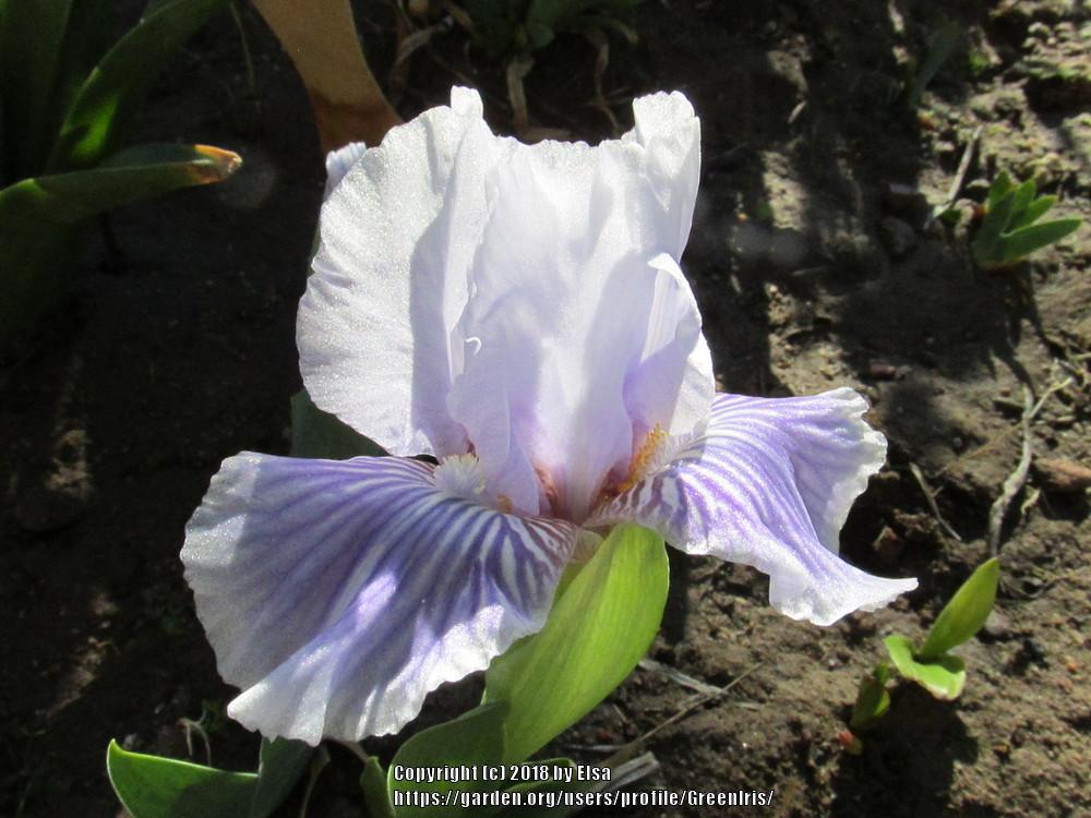 Photo of Standard Dwarf Bearded Iris (Iris 'Eye Lines') uploaded by GreenIris