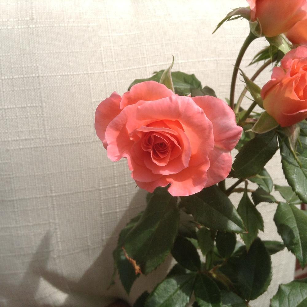 Photo of Rose (Rosa 'Liverpool Echo') uploaded by Katya79