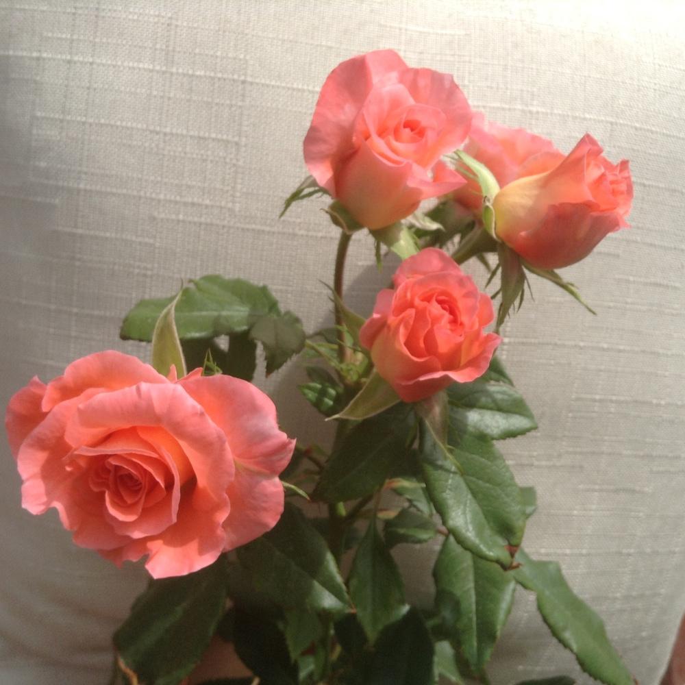 Photo of Rose (Rosa 'Liverpool Echo') uploaded by Katya79