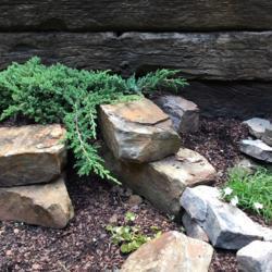 Location: Sharps Chapel, Tennessee
Date: 2017-09-21
Dwarf Japanese Garden Juniper in rock garden