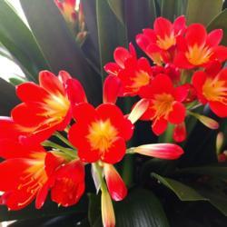 Location: Dayton, Oh
Date: 2018-03-21
My Clivia Lily blooming just in time for Spring.