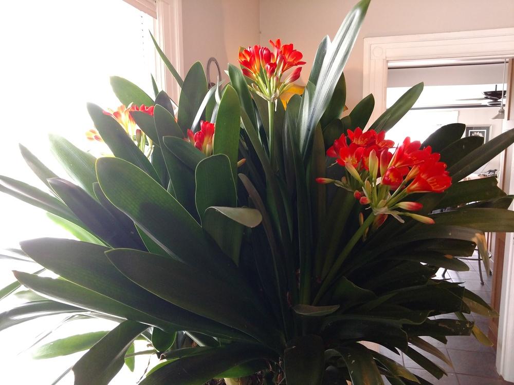 Photo of Fire Lily (Clivia miniata) uploaded by StanviewGardner